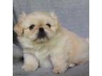 Pekingese Puppy for sale in Pall Mall, TN, USA