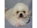 Pekingese Puppy for sale in Pall Mall, TN, USA