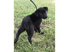 Adopt Andrea a Shepherd, Labrador Retriever