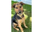 Adopt Yenn a Shepherd, Mixed Breed