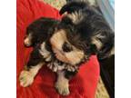 Schnauzer (Miniature) Puppy for sale in Fayetteville, NC, USA