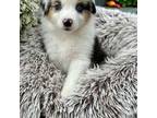 Miniature Australian Shepherd Puppy for sale in Charlestown, IN, USA