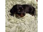 Dachshund Puppy for sale in Strong, AR, USA