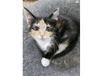 Adopt Maggie a Domestic Short Hair