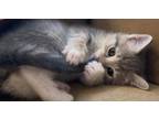 Adopt Lavender (Swifty Litter) a Domestic Short Hair