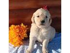 Golden Retriever Puppy for sale in Sheridan, MT, USA