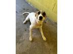 Adopt Violet (Burpy) a Mixed Breed