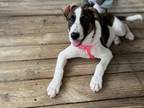 Adopt Vivian Pressman a Mixed Breed