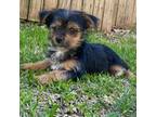 Yorkshire Terrier Puppy for sale in Mesquite, TX, USA