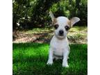 Chihuahua Puppy for sale in Saint Augustine, FL, USA