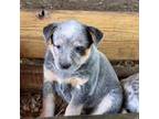 Australian Cattle Dog Puppy for sale in Ocala, FL, USA