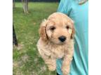 Cavapoo Puppy for sale in Liberty Hill, TX, USA