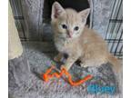 Adopt Bluey (BBB Litter) a Domestic Short Hair