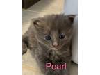 Adopt Pearl a Domestic Short Hair