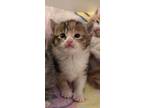 Adopt Cami (Mama Ellie Litter) a Domestic Short Hair