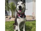 Adopt Camila a Siberian Husky