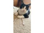 Adopt Rosie a American Shorthair