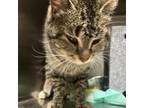 Adopt Barn Cat-3 a Domestic Short Hair