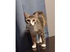 Adopt Cleo a Domestic Short Hair