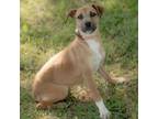 Adopt Olivia a Mixed Breed