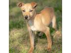 Adopt Raven a Mixed Breed
