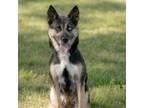 Adopt Alani a Husky, Shepherd