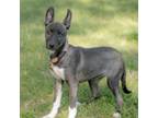 Adopt Iris a Terrier, Mixed Breed