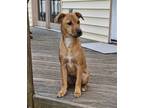 Adopt Sadie a Yellow Labrador Retriever, Terrier