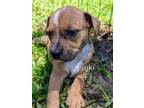 Adopt Suki a Beagle, Mixed Breed