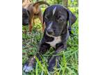 Adopt Azula a Beagle, Mixed Breed