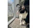 Adopt HollyBelle a Domestic Short Hair