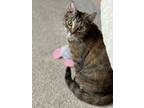 Adopt Pumpkin a Tabby