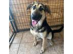 Adopt Ziva a German Shepherd Dog