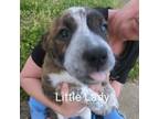 Adopt Lil Lady a Mixed Breed