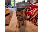 Adopt Chloe a Domestic Short Hair