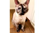 Adopt Ezra a Siamese