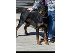 Adopt Ally a Rottweiler