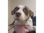 Adopt Alika a Pit Bull Terrier, Dachshund