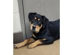 Adopt Danica a Rottweiler, Mixed Breed