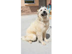 Adopt Lady a Great Pyrenees, Mixed Breed