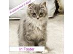 Adopt Ella a Domestic Medium Hair