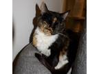 Adopt Anastasia a Domestic Short Hair