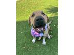 Adopt Lemon a Shar-Pei