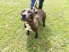 Adopt Mary a Staffordshire Bull Terrier