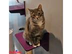 Adopt Bubbles (2 yrs) a Tabby