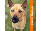 Adopt Star the Carolina Dog - Can transport to other locations a Carolina Dog