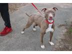 Adopt Rose a Pit Bull Terrier