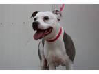 Adopt Rosemary a Pit Bull Terrier