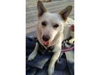 Adopt Zena a Mixed Breed