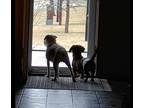 Adopt Gunnar & Marley (bonded pair) a Dachshund, Terrier